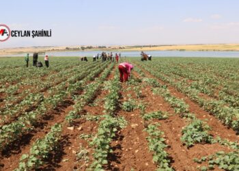 Mevsimlik sömürü sistemi: 2 milyon kayıt dışı işçi
