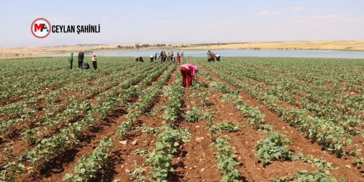 Mevsimlik sömürü sistemi: 2 milyon kayıt dışı işçi