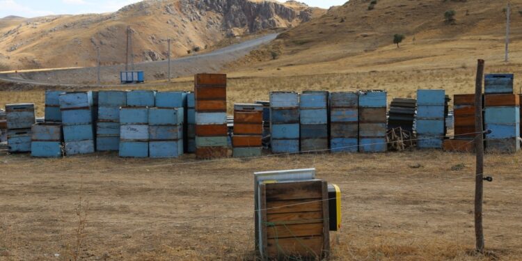 Gimgim’da bal hasadı: Bu sene verim de kalite de düşük
