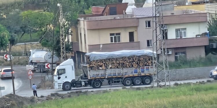 Gabar’da ağaç kesimi sürüyor