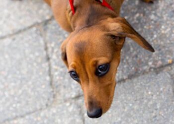 Adliyeye köpeği ile giremeyeceğini söyleyen polislere hakaret eden sanığa 2 suçtan dava