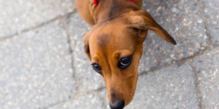 Adliyeye köpeği ile giremeyeceğini söyleyen polislere hakaret eden sanığa 2 suçtan dava