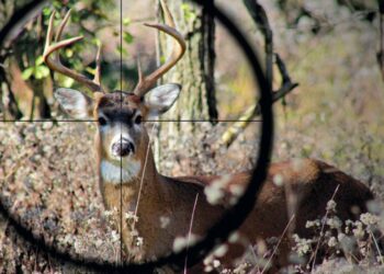 Av kotası arz talep doğrultusunda belirleniyor: Katliam ihalesi!