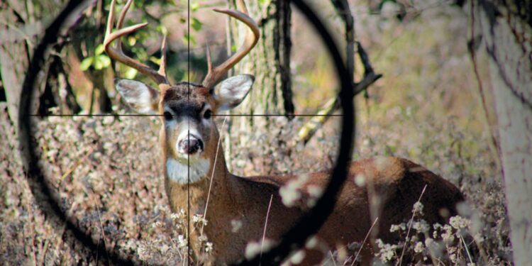 Av kotası arz talep doğrultusunda belirleniyor: Katliam ihalesi!