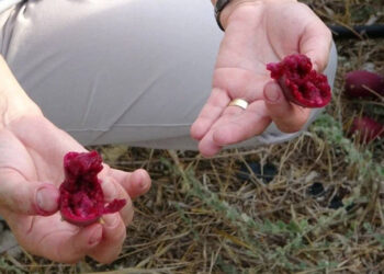 Bahçeyi Kurarken Alay Ettiler: O Türkiye'de Bir İlki Gerçekleşti! Şimdilerde 10 Ton Yurt Dışına Satıyor