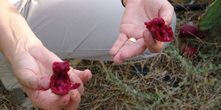 Bahçeyi Kurarken Alay Ettiler: O Türkiye'de Bir İlki Gerçekleşti! Şimdilerde 10 Ton Yurt Dışına Satıyor