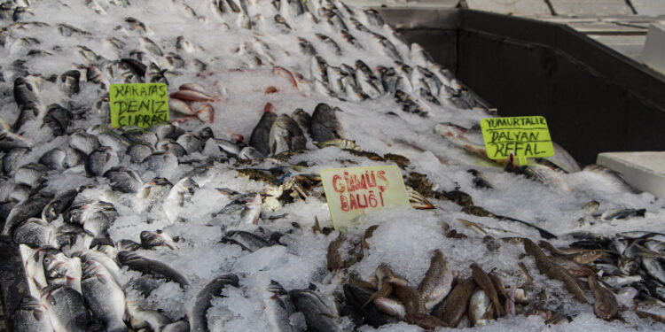 Balıkta bolluk yaşandı, fiyatlar yarıya indi