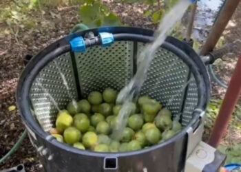 Bitlis’te Meşhur Oldu Tüm Dünyaya Yayıldı! Hasat Başladı, Kilosu 600 Liradan Satılıyor