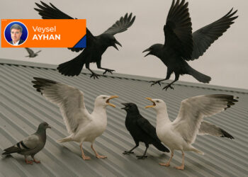 Çatıdaki martılar…