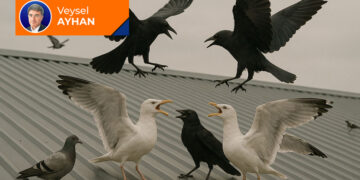 Çatıdaki martılar…