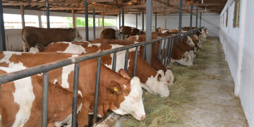 Hayvancılıkla ilgili destekleme miktarlarında artışa gidildi