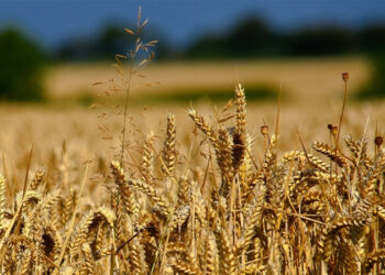 İktidarın tarıma verdiği zararın bir uzantısı