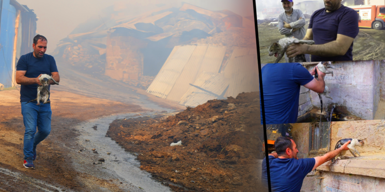 Kilometrelerce Uzaklıktan Gelen Kahraman! Alevlere Kendini Attı, Kedinin Hayatını Kurtardı