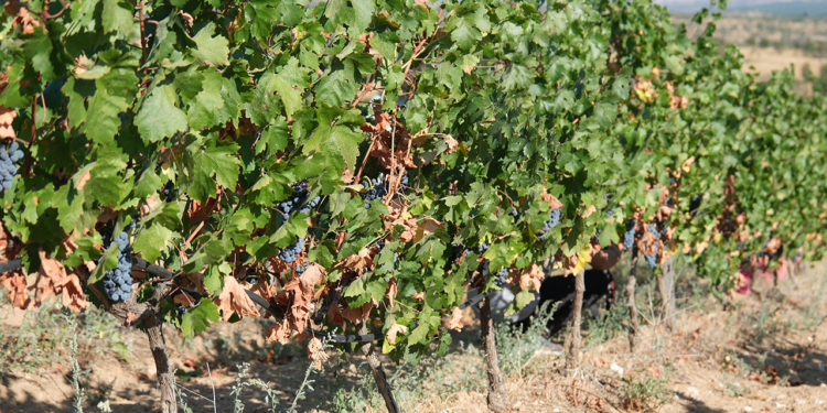 Kırklareli'nde 220 Çiftçiye ‘Zirai Don’ Desteği! 22.5 Milyon Lira Ödeme Yapılacak