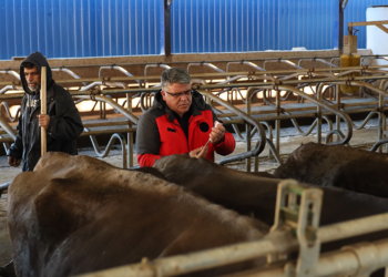 Muğla’da Şap Hastalığı İçin Yeni Adım! 1 Ayda 240 Bin Hayvan Aşılanacak