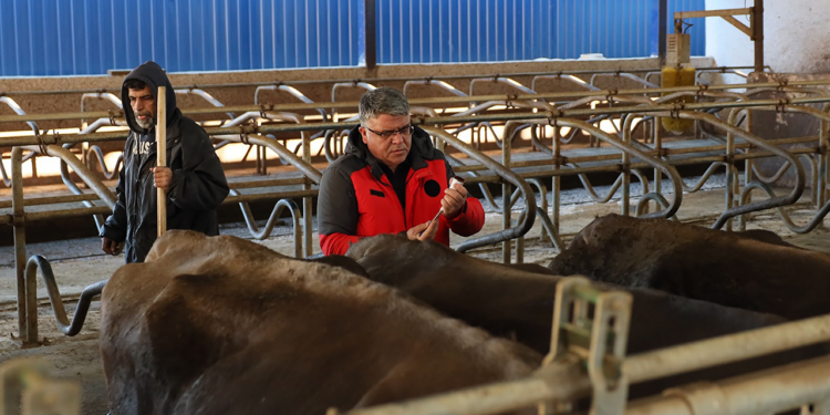 Muğla’da Şap Hastalığı İçin Yeni Adım! 1 Ayda 240 Bin Hayvan Aşılanacak