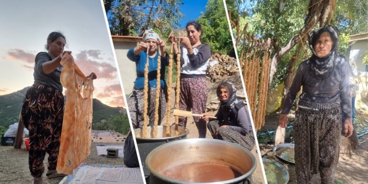 Pasûr'da bağbozumu mevsimi başladı