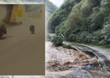 Rize'de Yürek Sızlatan Görüntü! Felaketten Kaçan Yavru Ayılar Tünele Sığındı