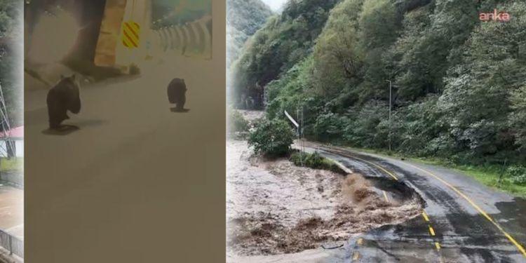 Rize'de Yürek Sızlatan Görüntü! Felaketten Kaçan Yavru Ayılar Tünele Sığındı