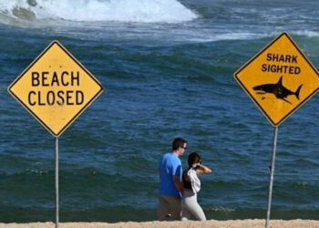 Sidney Sahilinde Köpek Balığı Saldırısı! Bir Sörfçü Hayatını Kaybetti