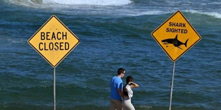 Sidney Sahilinde Köpek Balığı Saldırısı! Bir Sörfçü Hayatını Kaybetti