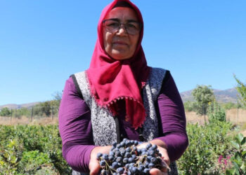 Şifa Bulduğu Meyveyi Üretmek İçin Şehir Değiştirdi
