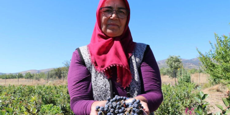 Şifa Bulduğu Meyveyi Üretmek İçin Şehir Değiştirdi
