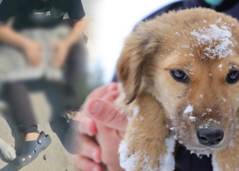 Tekirdağ'dan Korkunç Görüntü! Aşırı Dozla Köpek Katliamı İddiası