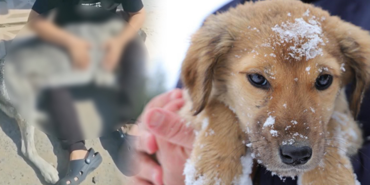 Tekirdağ'dan Korkunç Görüntü! Aşırı Dozla Köpek Katliamı İddiası