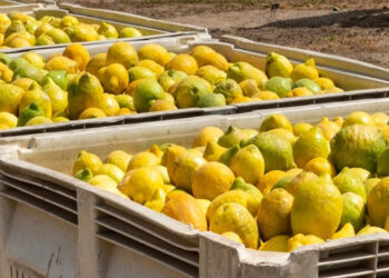 Ticaret Bakanlığı'ndan Limon Uyarısı! Satmak Artık O Kadar Kolay Değil, Yeni Şart Getirildi