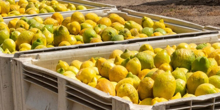 Ticaret Bakanlığı'ndan Limon Uyarısı! Satmak Artık O Kadar Kolay Değil, Yeni Şart Getirildi