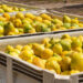 Ticaret Bakanlığı'ndan Limon Uyarısı! Satmak Artık O Kadar Kolay Değil, Yeni Şart Getirildi