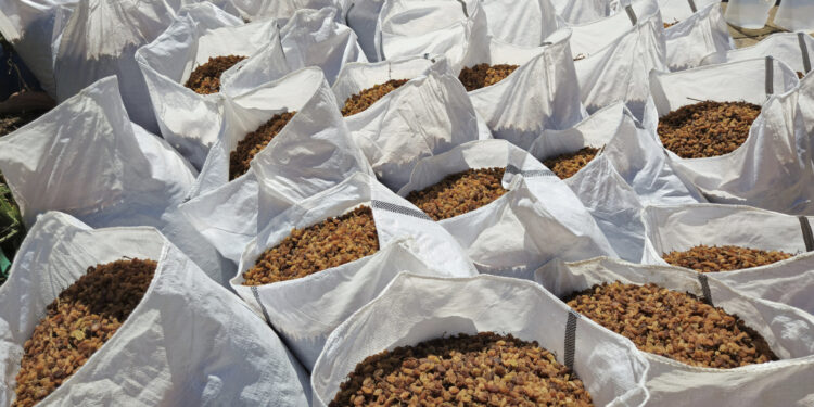 Türkiye'nin kuru üzüm ihracatı 546,5 milyon dolarla rekor kırdı