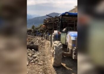 CPT: Zap ve Avaşîn’de kesilen ağaçlar Türkiye’ye taşınıyor