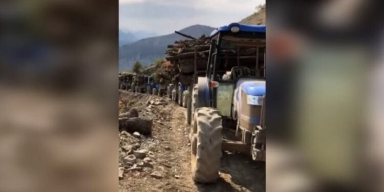 CPT: Zap ve Avaşîn’de kesilen ağaçlar Türkiye’ye taşınıyor