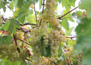 Antalya'nın Şifa Kaynağı Margoz Üzümünün Hasadı Başladı
