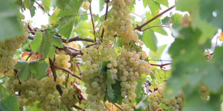 Antalya'nın Şifa Kaynağı Margoz Üzümünün Hasadı Başladı