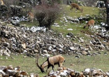 Bakanlık uyardı; yasak avın tazminatı milyonlarca lira ve hapis cezası!