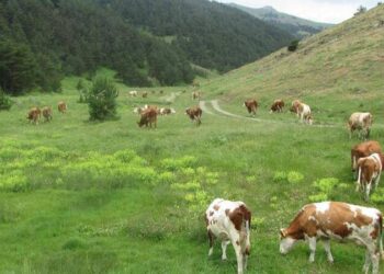 Belediye ve köylerin topladığı mera gelirleri ıslah için kullanılmadı