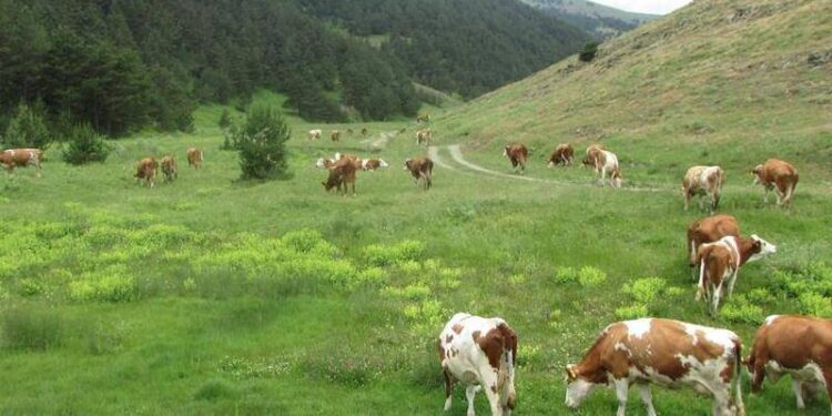 Belediye ve köylerin topladığı mera gelirleri ıslah için kullanılmadı