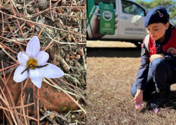 Bu Çiçeği Koparan Yandı! 557 Bin TL Cezası Var