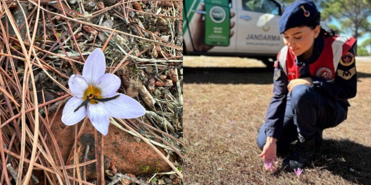 Bu Çiçeği Koparan Yandı! 557 Bin TL Cezası Var