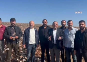 Bu yıl da destek verilmezse bölgede pamuk üretimi neredeyse sıfıra düşecek!