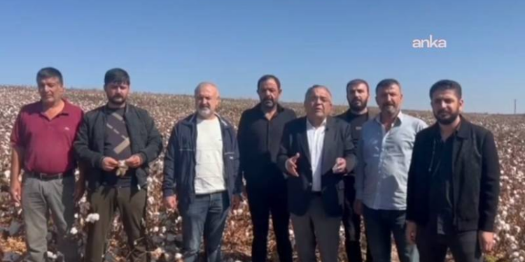 Bu yıl da destek verilmezse bölgede pamuk üretimi neredeyse sıfıra düşecek!