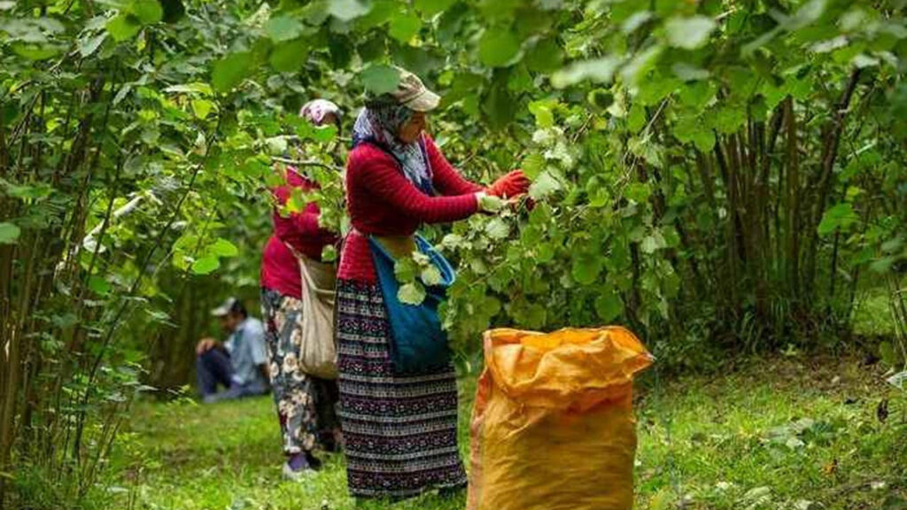 Fındıkta Tehlike Çanları: Türkiye’nin Payı Eriyor