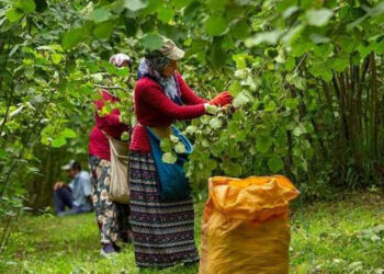 Fındıkta Tehlike Çanları: Türkiye’nin Payı Eriyor
