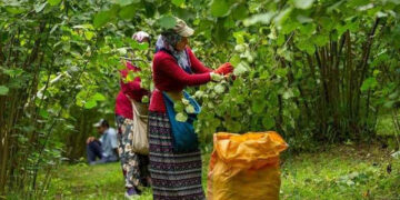 Fındıkta Tehlike Çanları: Türkiye’nin Payı Eriyor