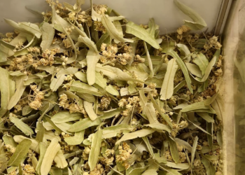 Kışın Gizli Şifası! Öksürüğü Geçiriyor, Sütle Kaynatmak Yeterli