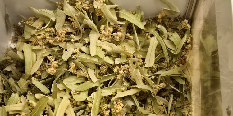 Kışın Gizli Şifası! Öksürüğü Geçiriyor, Sütle Kaynatmak Yeterli