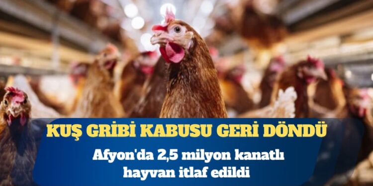 Kuş gribi kabusu geri döndü: Afyon’da 2,5 milyon kanatlı hayvan itlaf edildi